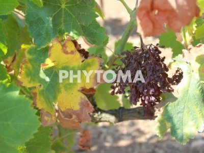 Xylella fastidiosa